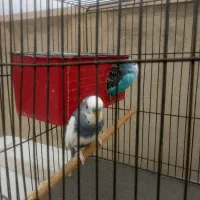 یک جفت مرغ عشق مولد