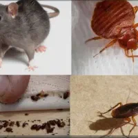 سمپاشی ساس سوسک ملارد سرآسیاب مارلیک