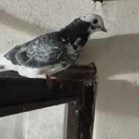 فروش کبوتر|پرنده|نوشهر, |دیوار