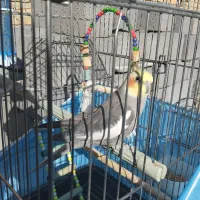 عروس هلندی|پرنده|کامیاران, |دیوار