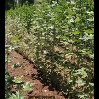 صنوبر نیگرا/ کبوده/ پسته بذری/|خدمات باغبانی و درختکاری|هشتگرد, هشتگرد قدیم|دیوار