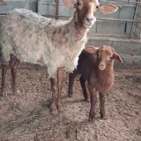 گوسفندمادروبچه ونرسیلک وابستن