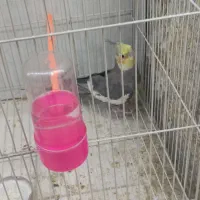 عروس هلندی