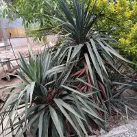 گل یوکا|گل و گیاه طبیعی|فردیس, منظریه|دیوار