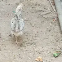 مرغ گلین طوسی|حیوانات مزرعه|آبدان, |دیوار