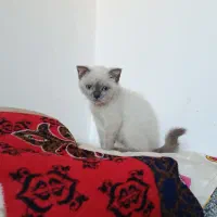 واگذاری گربه