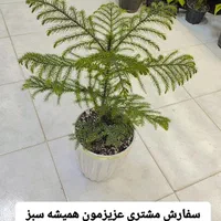 گل  آپارتمانی کاج مطبق لوکس در سه سایز|گل و گیاه طبیعی|تبریز, |دیوار