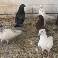 کبوتر