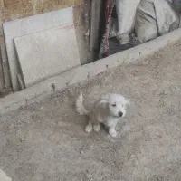 سگ پا کوتاه شپرز|سگ|گلبهار, شهر جدید گلبهار|دیوار