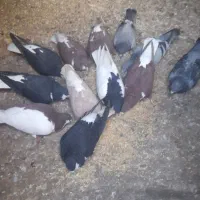 کبوتر|پرنده|زنجانرود, |دیوار