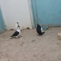 سه تا کفتر رنگه