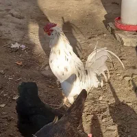 خروس اصیل گلین|حیوانات مزرعه|تهران, شهرک آزمایش|دیوار