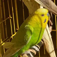 عروس هلندی و مرغ عشق