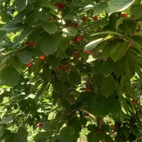 اجاره باغ