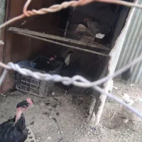 مرغ گردن لخت و یک خروس در امیدیه