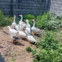 قوغاز لیندا نر و اردک اسرائیلی نر