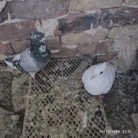 سبز و سفید جوجه سرونج زرد هردو جوجه یک اغول جفت نر|پرنده|میان جلگه, |دیوار