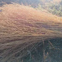 جارو کشاورزی عمده|عمده‌فروشی|نهاوند, |دیوار