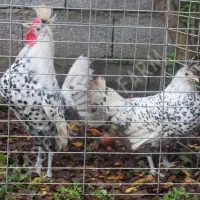 جفت مولد اپنزلر جوان/زینتی