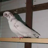 کبوتر پرشی