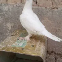 کبوتر|پرنده|اردل, |دیوار