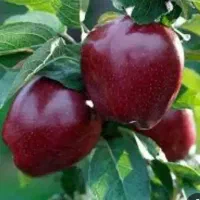 کارگر ساده برای سیب چینی.قیمت دو میلیون