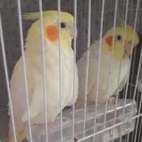 عروس هلندی مولد با تخم