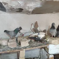 درهم|پرنده|خواف, |دیوار