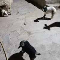 دو عدد بزغاله کوچک شیری خوار بفروش میرسید|حیوانات مزرعه|ایوان, |دیوار