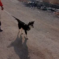 سگ هاسکی گمشده مایان