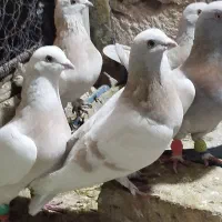 کاد شقشقی وکاکلی. تهرانی|پرنده|ماهیدشت, |دیوار