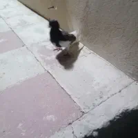 یال سیای نر|پرنده|کوه چنار, |دیوار