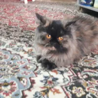 گربه پرشین اصل نر و ماده