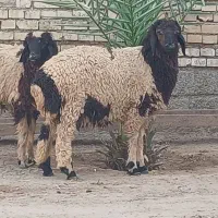 بره گوسفند وبره  لب جنی