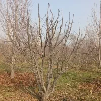 هرس درختان|خدمات باغبانی و درختکاری|نوشین شهر, |دیوار