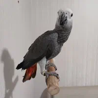 جوجه کاسکو متولد ۲۶شهریور .شاه تخم واقعی.۸۲روزشه|پرنده|اندیشه, اندیشه فاز ۱|دیوار