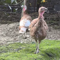 بور بورن هلندی|حیوانات مزرعه|قائمشهر, |دیوار