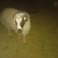 بره نر چاق کیلویی ۴۰۰|حیوانات مزرعه|رفسنجان, |دیوار