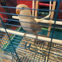 کوتوله|پرنده|یزد, |دیوار