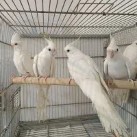 عروس البینو وایت