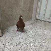 کفتر رنگه