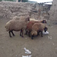 پنج عدد گوسفند|حیوانات مزرعه|اردبیل, |دیوار