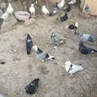 یه تیپ کبوتر سینه توقع همه مدل