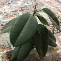 گل به همراه گلدون