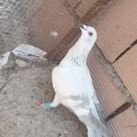 پاکستانی اس
