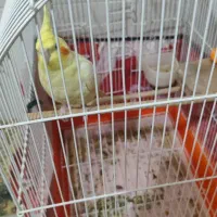مرغ عروس