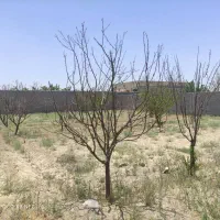 فروش-زمین-باغی-کشاورزی