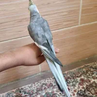 عروس هلندی خانگی و اهلی|پرنده|کازرون, |دیوار