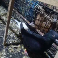 زیل دمب سفید ۱۶ دمب