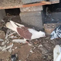 کفتر ساربزک پشتی ماده